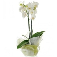 White Phalaenopsis Orchid 2 Stems