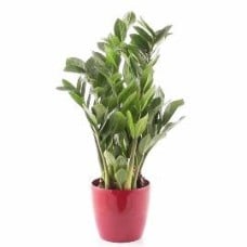 Green Potted Plant