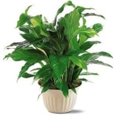 Deluxe Spathiphyllum Plant