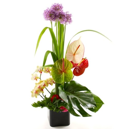 High Still Life - 36119