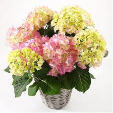 Hortensia (Large)