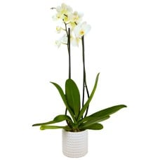 Orchid in flower pot