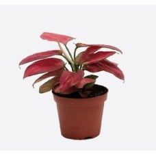 Aglaonema Commutatum(3)