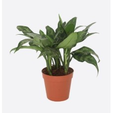 Aglaonema Commutatum(1)