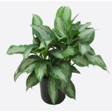 Aglaonema Commutatum(2)