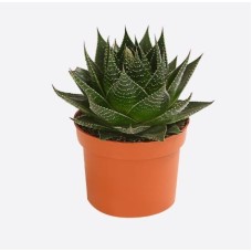 Aloe Cosmo