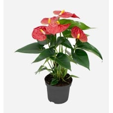Anthurium Red (60 cm Ht x 14 cm Dia)