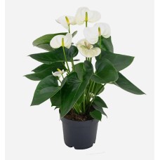 Anthurium White (35 cm Ht x 12 cm Dia)