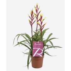 Guzmania Lingulata