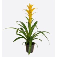 Guzmania Lingulata(1)