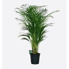Areca Palm (120 cm Ht x 24 cm)