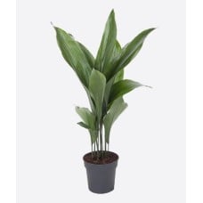 Aspidistra Elatior
