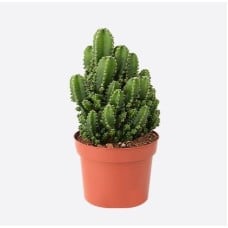 Cereus Forbesii