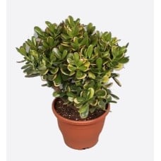 Crassula Ovata Agm(1)
