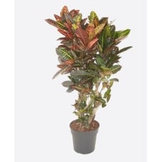 Codiaeum Variegatum