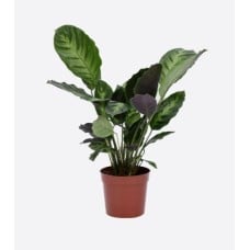 Ctenanthe Burle-Marxii