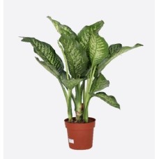 Dieffenbachia Seguine