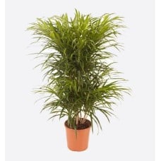 Dracaena Anita Branched