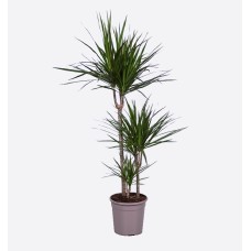 Dracaena Marginata 3Pp (135 cm Ht x 23 cm)