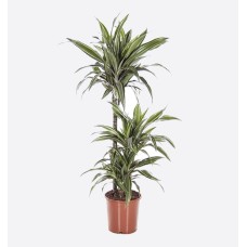 Dracaena Warneckii 3Pp (150 cm Ht x 25 cm)