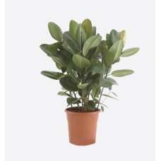 Ficus Elastica Robusta