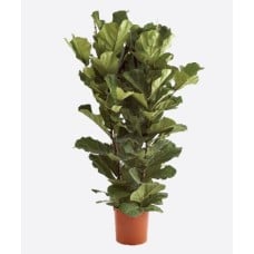 Ficus Lyrata-2