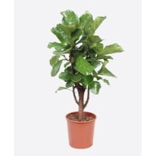 Ficus Lyrata-1