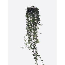 Hedera Helix