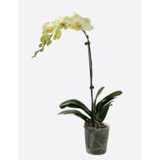 Phalaenopsis Hybrids(1)