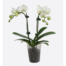 Phalaenopsis Hybrids
