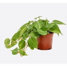 Philodendron Scandens Variegated