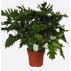 Philodendron Xanadu