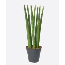 Sansevieria Cylindrica (70 cm Ht x 17 cm Dia)
