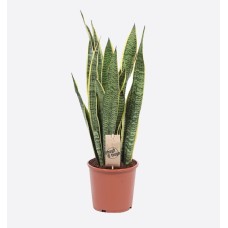 Sansevieria Trif. Laurentii