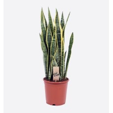 Sansevieria Yellow Stripes