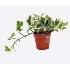 Epipremnum Aureum Agm