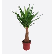 Yucca Maya Tree