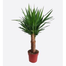 Yucca Elephantipes