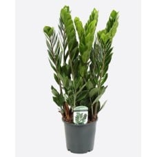 Zamioculcas Zamiifolia (35 cm Ht x 10.5 cm Dia)