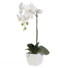 1 White Orchid
