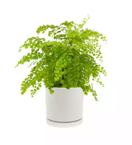 Venus hair fern