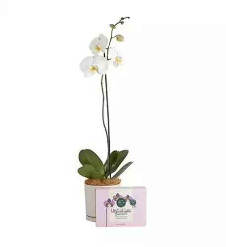 Orchid Lovers Gift Hamper Orchid Lovers Gift Hamper