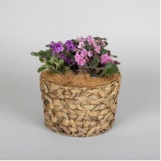 African Violets