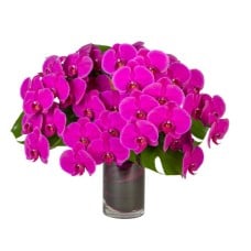 Orchids En Masse
