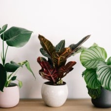 Florist's Potted Plant