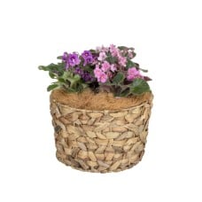African Violets