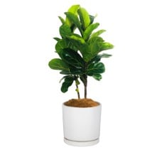Perfect Fiddle Leaf Fig