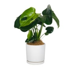 Perfect Monstera