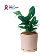 Peace Lily in Pink