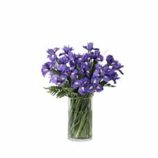 Purple Iris
